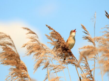 RSPB Minsmere Nature Reserve