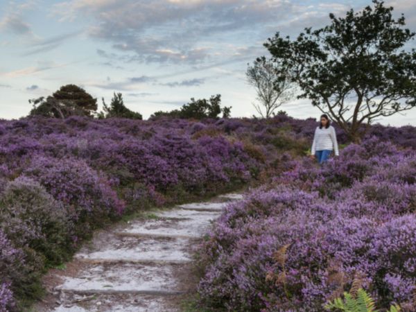 woman walking through Dunwich health amongst purple sea heather