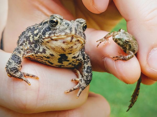 frog and a toad in someones hands