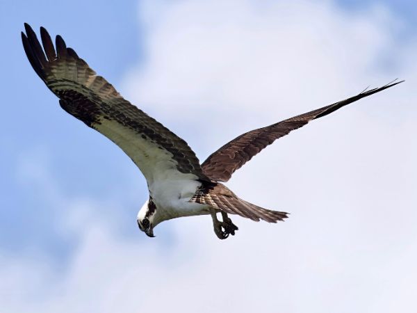 osprey in flight